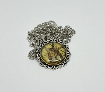 Rasina - Pisica aristocrata