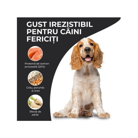 hrana-uscata-caini-adulti-VIVO-SUPER-PREMIUM-miel-somon-10kg-AgriUrsan [2]