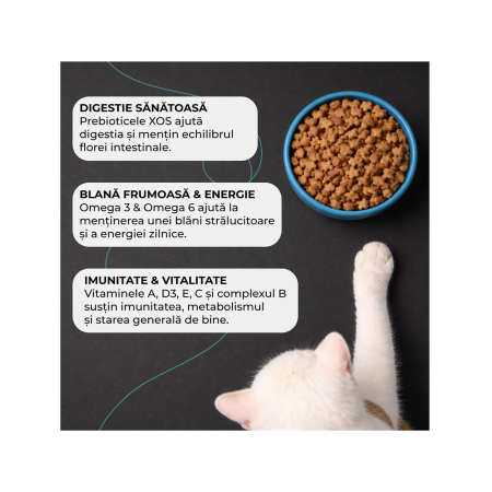 hrana-uscata-pui-pisica-VIVO-SUPER-PREMIUM-junior-pui-10kg-AgriUrsan [3]