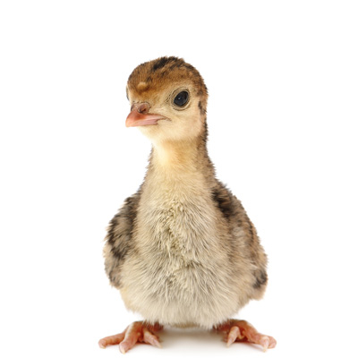 Pasari - FURAJ  CURCA  PRESTARTER  "O ORA " proteina 28 % -brizura