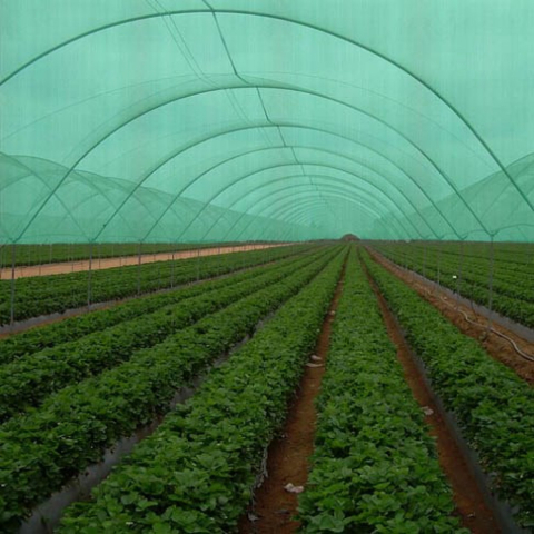 Plase de protectie - Plasa de umbrire sere si solarii 40%