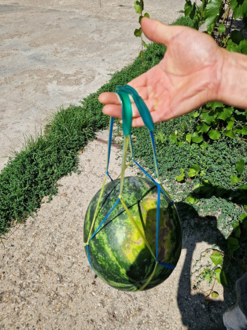 Altele - Plasa pentru pepene verde