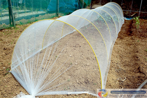Plasa protectie insecte, 80m tuta absoluta/trips [7]