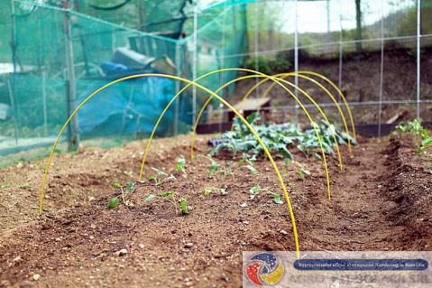 Plasa protectie insecte, 80m tuta absoluta/trips [2]