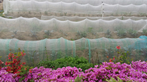 Plasa protectie insecte, 80m tuta absoluta/trips [3]