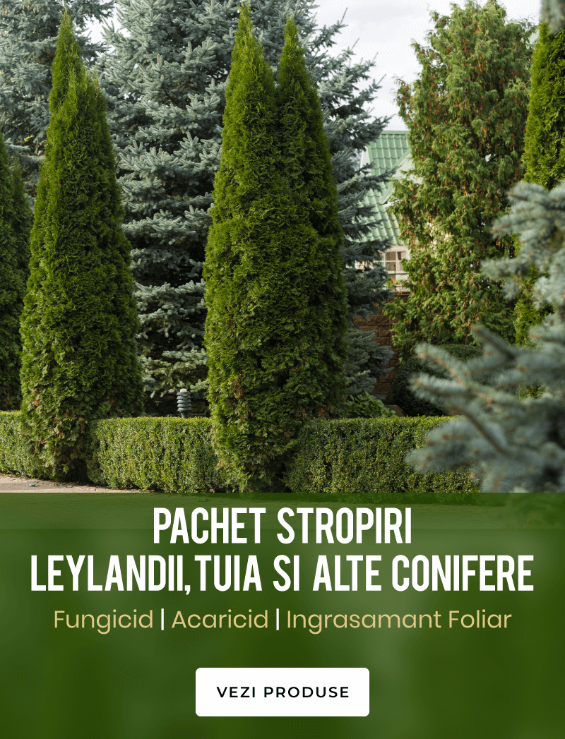 Pachete Stropiri Conifere