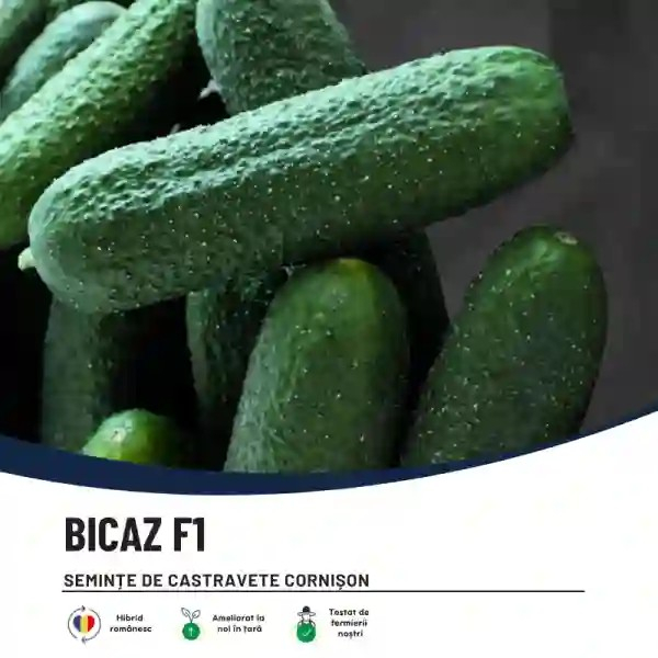 Bicaz F1 50 seminte [3]