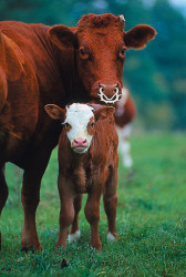 DISPOZITIV DE INTARCAT PORTOCALIU [2]