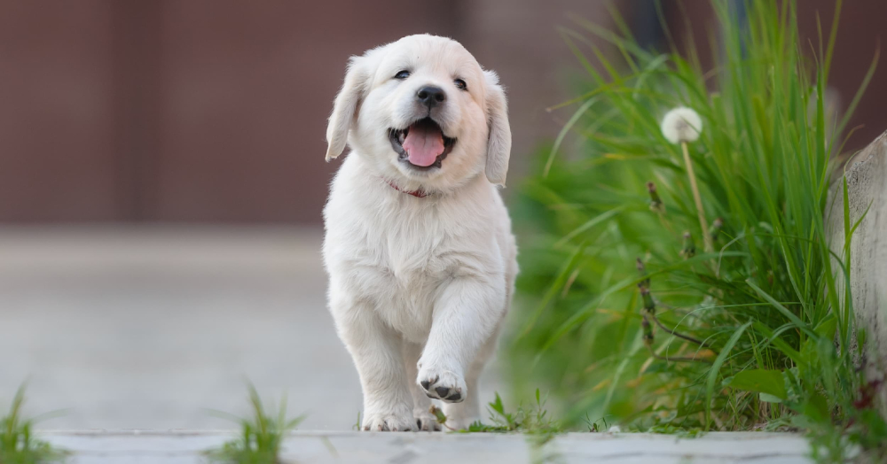 Hrana uscata pentru caini, Golden Can Puppy,20 kg [2]