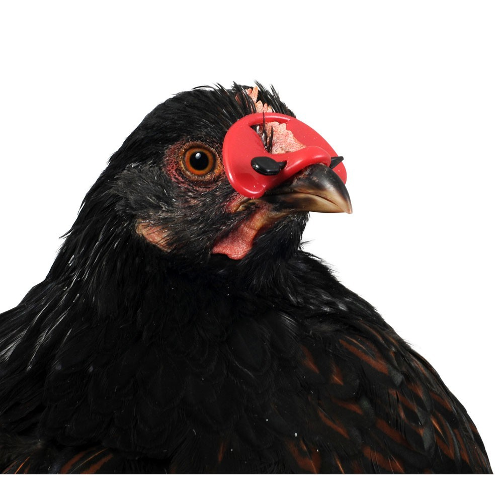 Ochelari pentru păsări de curte [3]