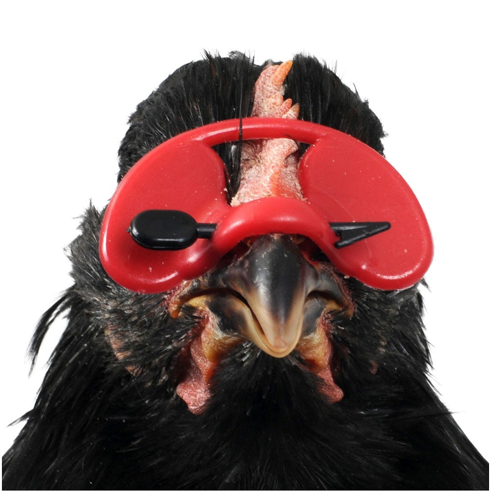 Ochelari pentru păsări de curte [2]