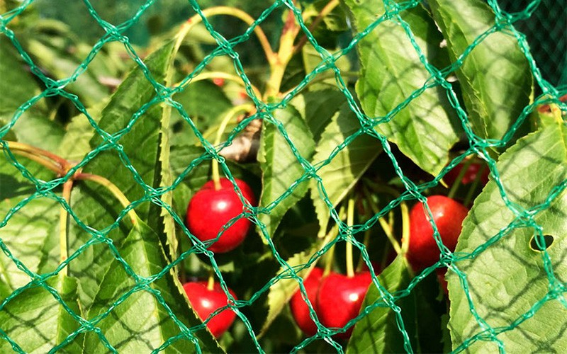 Plasa Anti-pasari, anti-grindina [4]