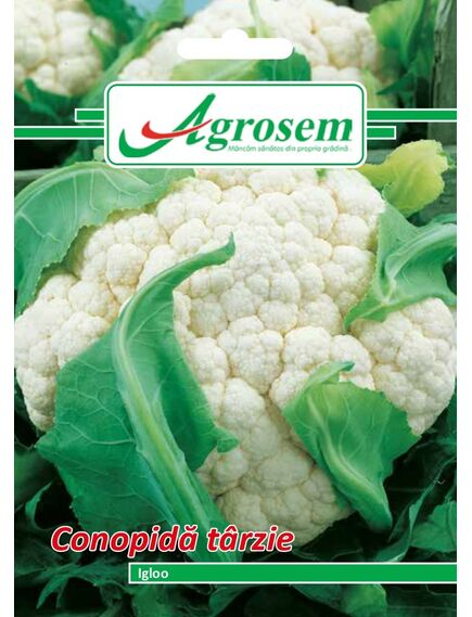 Seminte Conopida IGLOO -1GR [1]