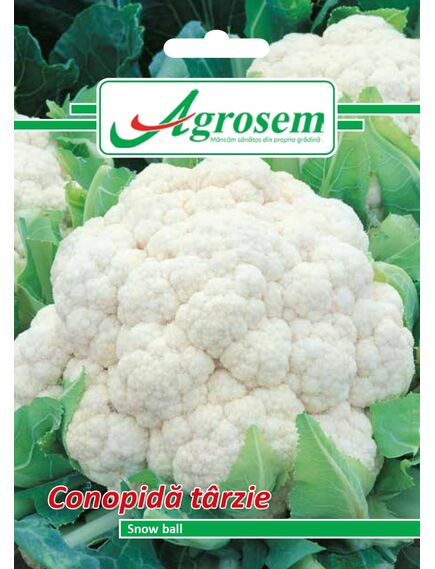 Seminte Conopida SNOW BALL 1 GR [1]