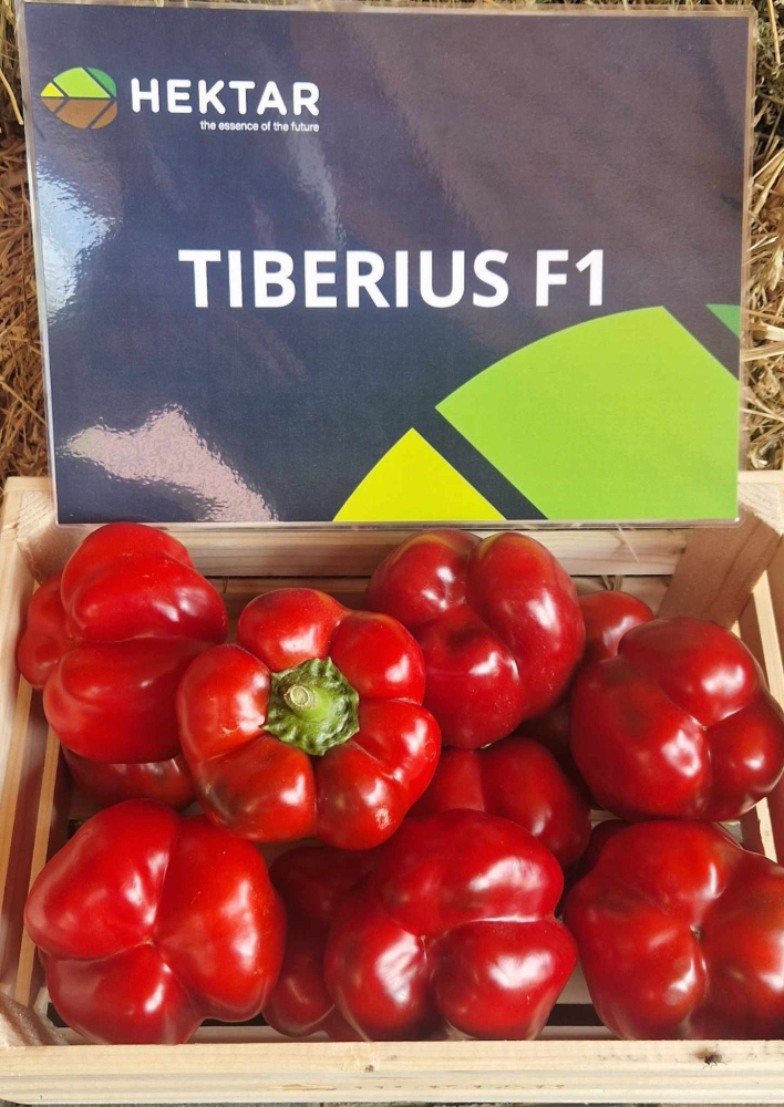 TIBERIUS F1 [2]