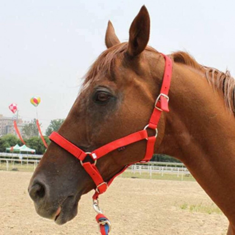 Cresterea Animalelor - Capastru echitatie 2,5 cm/nr 3