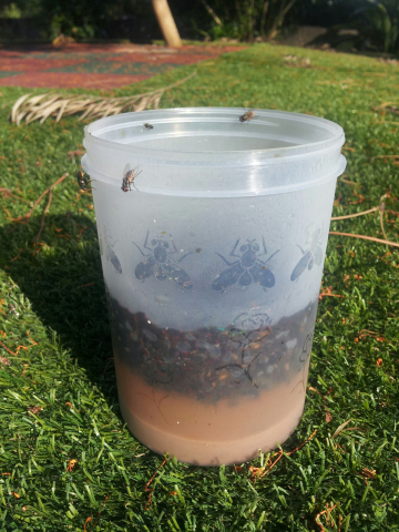 Capcana pentru muste cu atractant Fly Catcher [3]