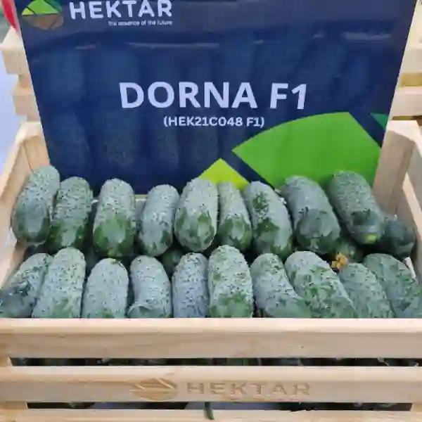 Seminte legume Hibirizi - DORNA F1
