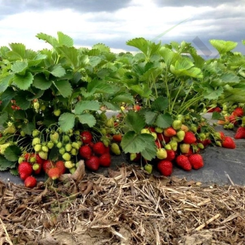 Articole intretinerea plantelor - FOLIE NEAGRĂ UV GĂURITĂ - CĂPȘUNI