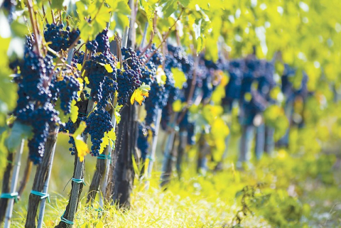 Furtun (garou) din vinil pentru legat via si pomii - 3,0 mm [3]