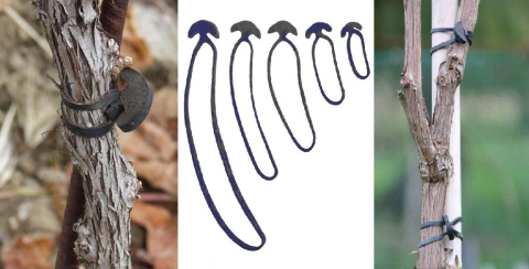 Guma de Legat Elastica 8 cm - 1 kg, (cca. 500 buc) [1]