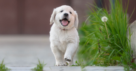Hrana uscata pentru caini, Golden Can Puppy,20 kg [1]