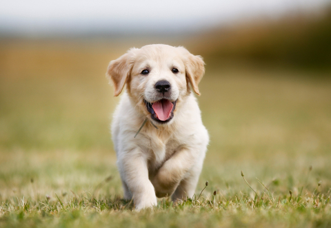 Hrana uscata pentru caini, Golden Can Puppy,20 kg [3]