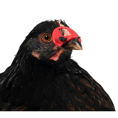 Ochelari pentru păsări de curte [2]