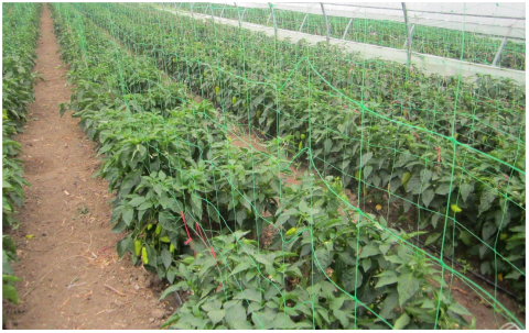 Plasa pentru Plante 1,7*5m [2]