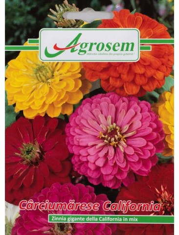 Seminte flori - Seminte Flori CÂRCIUMĂRESE GIGANTE 1,5 gr