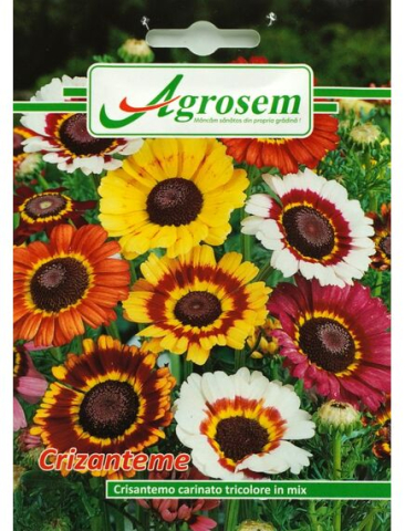 Seminte flori - Seminte Flori CRIZANTEME MIX 1 gr