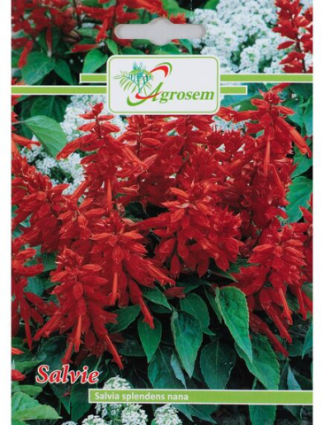 Seminte flori - Seminte Flori SALVIE 0,1 gr