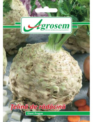 Seminte legume - Seminte Telina de Radacina GIANT PRAGUE 2 gr.
