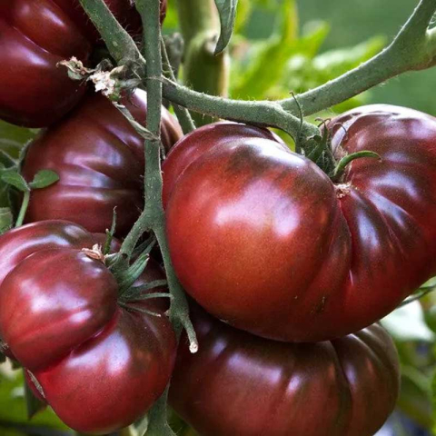 Seminte legume Hibirizi - Seminte tomate Black Crimea F1