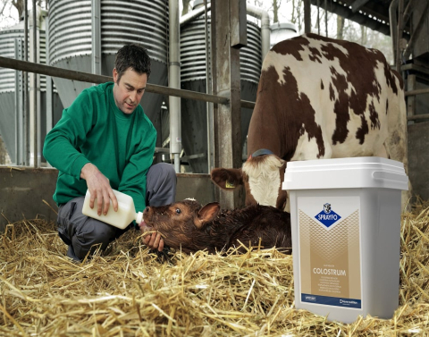 Sprayfo Blue - Lapte praf pentru vitei 20kg [2]