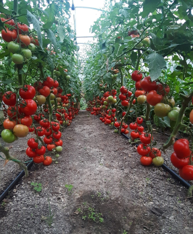 Tomate Moldoveanu F1 50 sem [1]