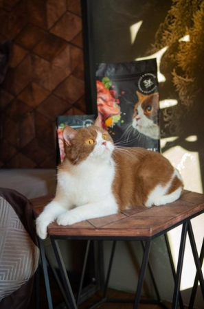 Hrană uscată completa Savory pentru pisici cu digestie sensibilă - cu carne proaspătă de miel și curcan, 0,4 kg [2]