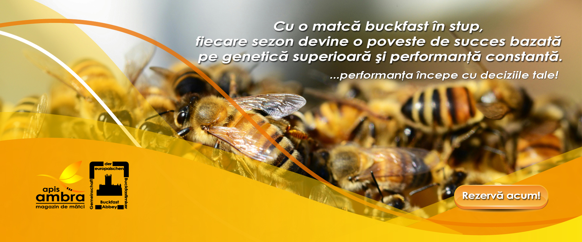 Genetica Buckfast - Apis Ambra