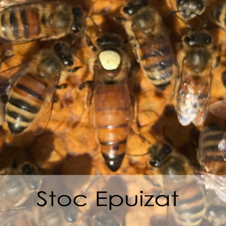 Matcă de productie - Matcă de Producție  Buckfast - Imperecheată Natural iernata