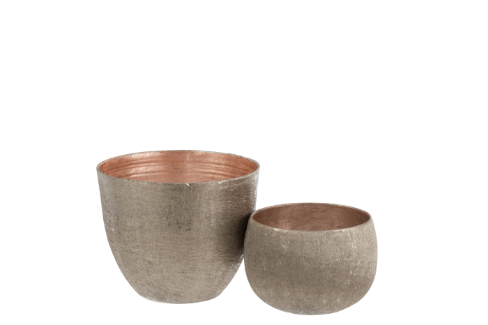 Bol, Roz deschis L [2]