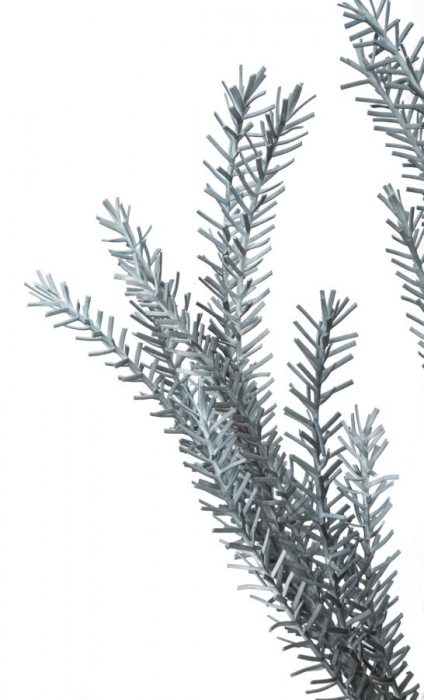 Bulrush albastru cm ø 35x93 [3]