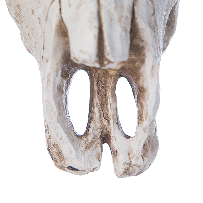 Decoratiune perete Buffalo, rasina, alb/maro, 7.5x38x24 cm [2]