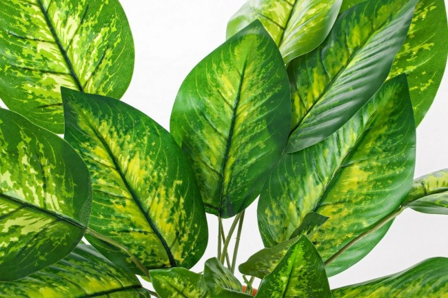 DECORATIUNE PLANTA DIEFFENBACHIA CU GHIVECI 30FOND H45CM [2]