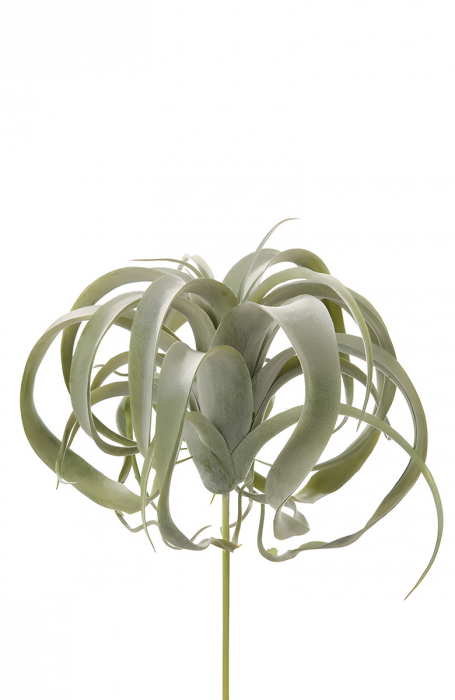 Frunze, Tillandsia, Sintetic, verde, PU 6, H. 26 cm [2]