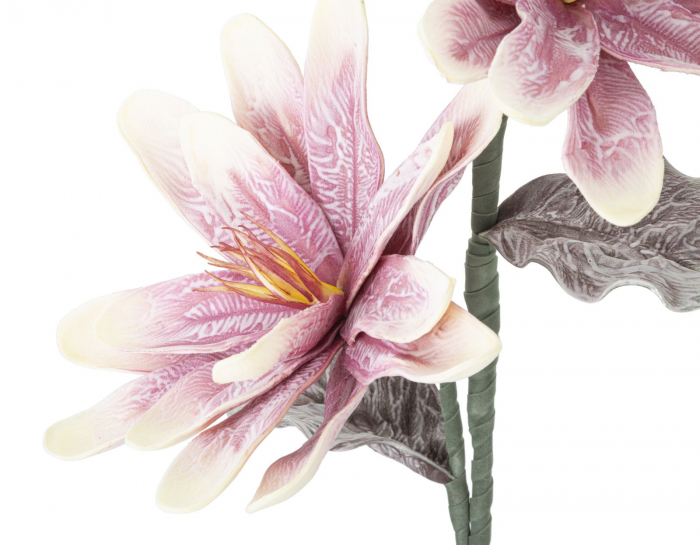 Magnolia x2 violet cm ø 25x98 [3]