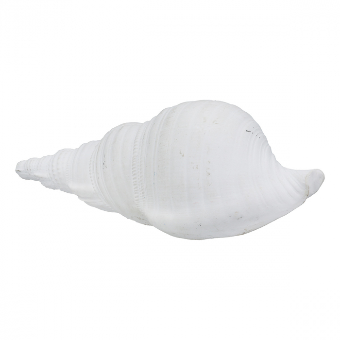 Obiect de decor, Shell, Vintage, Poly, alb, PU 12, 2 buc. asortate, L. 7 cm, L. 19 cm, H. 6 cm [2]