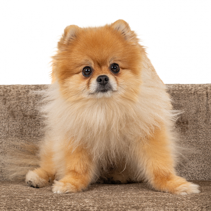 Pat pentru animale de companie Bingo (Bergen 104 taupe chenille), Dims: 35.0 x 97.0 x 56.0 cm [11]