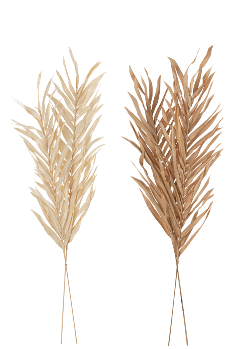 Set 2 buc plante uscate, Fibre naturale, Natural, 20x2x95 [3]