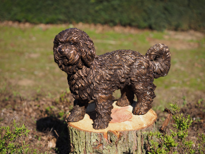 Statuie bronz, Cățeluș Labradoodle [5]
