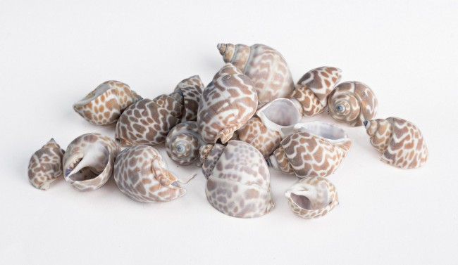 STICLA W-SHELLS FUNIE505G [2]